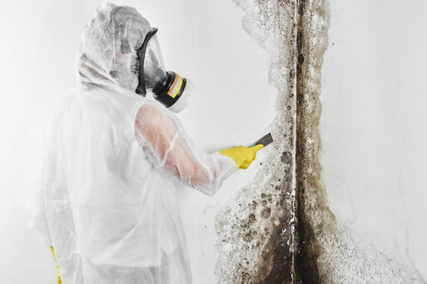 Best Basement Mold Remediation in Prairie Village, KS
