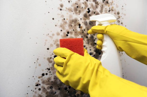 Best Bathroom Mold Remediation in Prairie Village, KS