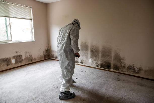 Best Emergency Mold Remediation in Prairie Village, KS