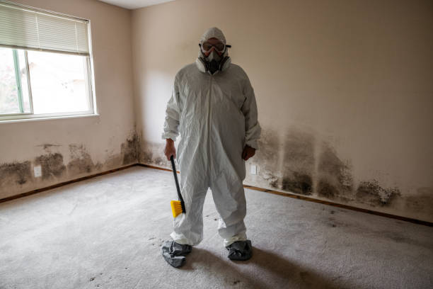 Best Emergency Mold Remediation in Prairie Village, KS